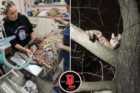 Chat sauvage capturé dans l’Ohio et positif à la cocaine 