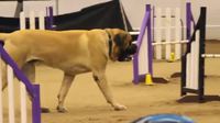 Agilty du gros chienchien