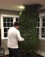 Mon beau sapin