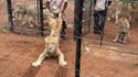 Un lion qui n'a pas envie