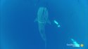 Un plongeur sauve un requin-baleine
