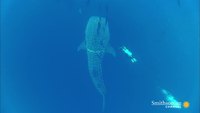 Un plongeur sauve un requin-baleine
