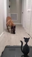 Less lethal chien policier
