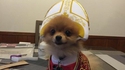 La main à la pape