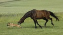 Course poursuite entre un cheval et un chien