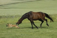 Course poursuite entre un cheval et un chien