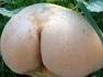 Aller aux champignons 
