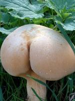 Aller aux champignons 