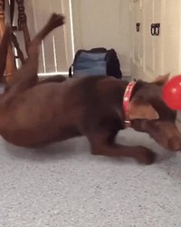 L'agilité canine