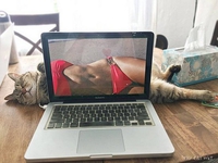 Sexy cat