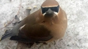 Oiseau cool