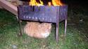 Hotcat
