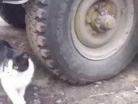 Tom et jerry
