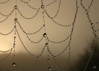 Des gouttelettes dans le brouillard