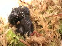 Escargot vs lombric