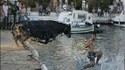 Taureau dans l'eau