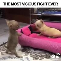 Combat de chien 