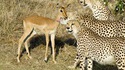 Ma gazelle