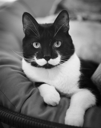 Chat Avec Une 'Moustage'