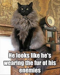Fourrure de chat