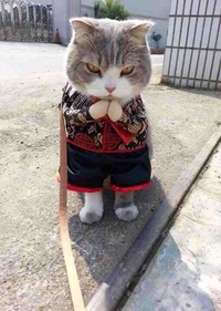 Shaolin Cat