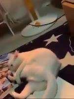 Tu cherches la marade?