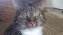 Chat-peau