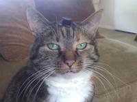 Chat-peau