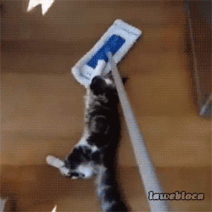 Moyen de transport pour chat