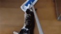 Moyen de transport pour chat