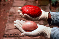 Le cerveau et les testicules d'un singe