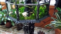 Aquarium de l'ère victorienne
