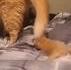 Présentation des chatons