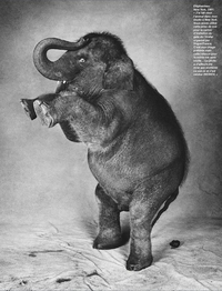 Une photo d'un éléphanteau et son caca...