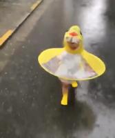 Caneton content qu'il pleuve