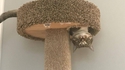 Kan t'as adopté un chat australien