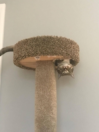 Kan t'as adopté un chat australien