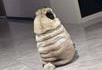 le Bibendog...