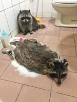 raton lavé !