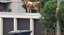 Comme une vache sur le toit