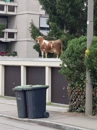 Comme une vache sur le toit