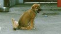 Chien dominant