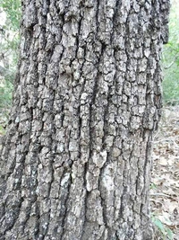 Devinette : où est le serpent ?