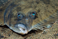 Drôle de poisson