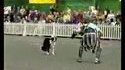 Chevalier vs chien