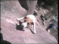 Chien alpiniste