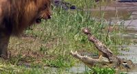 Lion Vs. crocodile