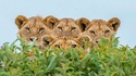 Les lions...