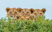 Les lions...