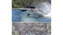 Sous-marin requin